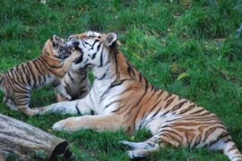 Tiger Time – im Kölner Zoo