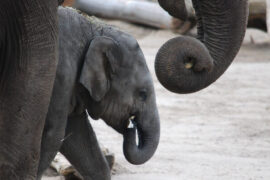 Am Sonntag, den 24.03. ist Elefantentag im Kölner Zoo