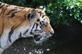 Tödlicher Zwischenfall im Kölner Zoo