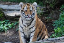 Tiger-Time im Kölner Zoo – viele Bilder!