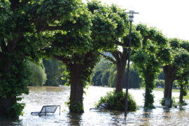 Bilder vom Hochwasser in Köln am 28.12.12